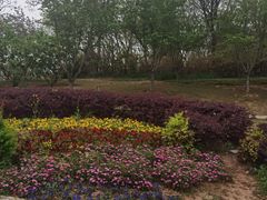 -羊山湖公园