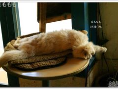 -Babycat私家御饼屋(龙头路一店)