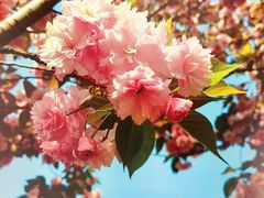 -陈家山荷花公园