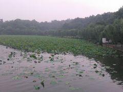 -西湖游船