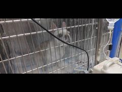 -瑞派申生动物医院·24H夜诊·国际动物医疗中心·骨外科(吴中路店)