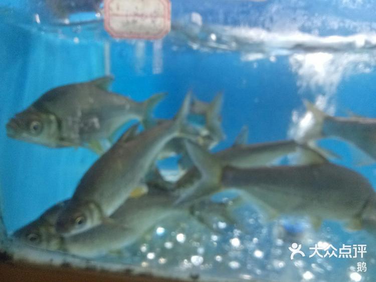 千岛湖的野生深水鱼又名大眼扁