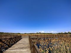 -上海海湾国家森林公园