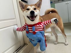 -佳百利宠物(荣乐中路115弄小区店)