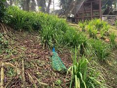 -吉隆坡雀鸟公园