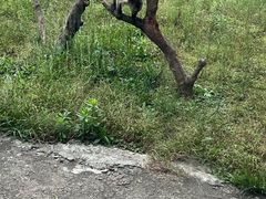 -杭州野生动物世界