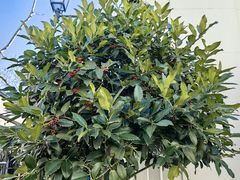 -马德里拉斯咯扎斯购物村