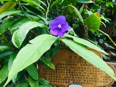 -呀路古热带植物园