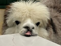 -安格丽娜·狗咖·猫咖羊驼咖(春熙路百盛商场店)