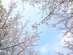 -高东镇樱花园