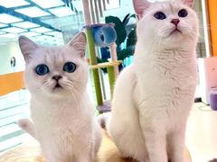 -三花喵·撸猫购宠·宠物生活馆(虹桥南丰城店)