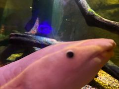 -悉尼海洋生物水族馆