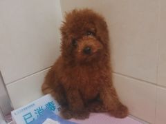 -北京观赏动物医院·24小时大型综合·猫专科·异宠专科