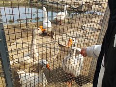 -河北村民俗体验园