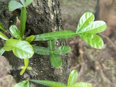 -广州神农草堂中医药博物馆