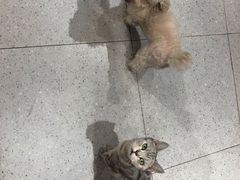 -FAELING PETS美天灵宠物(富力广场店)