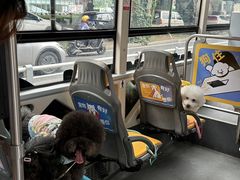 -帕帕拉兹宠物(亚洲旗舰店)