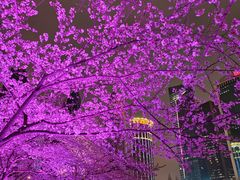 -西北湖绿化广场