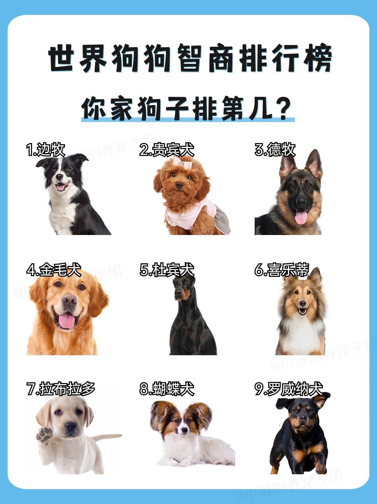 狗狗智商排行榜揭秘🐾看看你家狗排第几⁉️