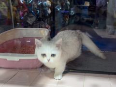 -FAELING PETS美天灵宠物(富力广场店)