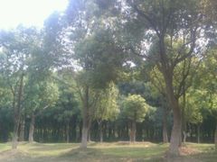 -昆山城市生态森林公园