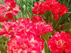 -洛阳郁金香牡丹园