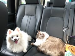 -爱诺耐芙动物医院(万博店)