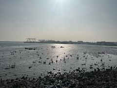 -烟墩角天鹅湖
