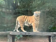 -广州长隆野生动物世界