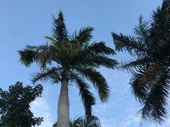 -三亚亚龙湾金棕榈度假酒店