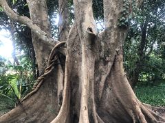 -中国科学院西双版纳热带植物园