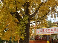 -三里屯东五街银杏大道