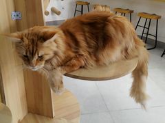 -Heymao猫咖.咖啡厅(东门店)