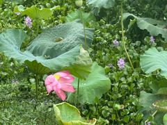 -白鹭湾湿地公园