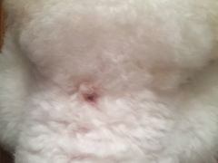 -爱侣宠医·鹦鹉专科·小型哺乳类·异宠专科(灵石路店)