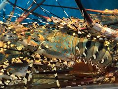 -海九澎湖海鲜餐厅