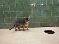 -帕帕拉兹宠物(亚洲旗舰店)