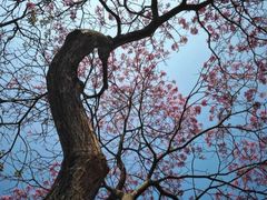 -桃花涧