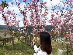 -天适樱花悠乐园