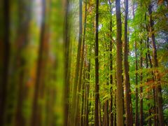 -上海共青森林公园