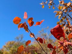 -北京西山国家森林公园