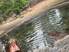 -清迈夜间动物园