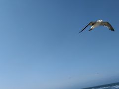 -长岛万鸟岛