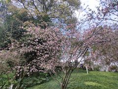 -南山植物园