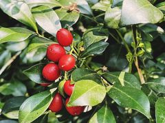 -中国科学院西双版纳热带植物园