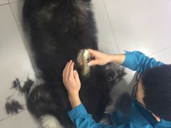 -瑞派宠物医院·24h·骨外科·皮肤科·全科宠物医疗转诊中心(沈阳浑南院)