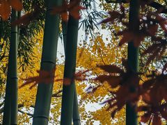 -秋霞圃