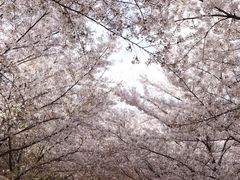 -樱花山风景区