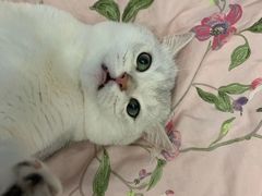 -lincat·猫舍(广州店)