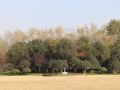 -合肥滨湖国家森林公园